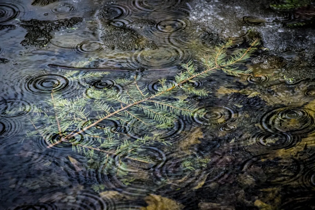 Rain ripples spreading around a fir branch floating in shallow water